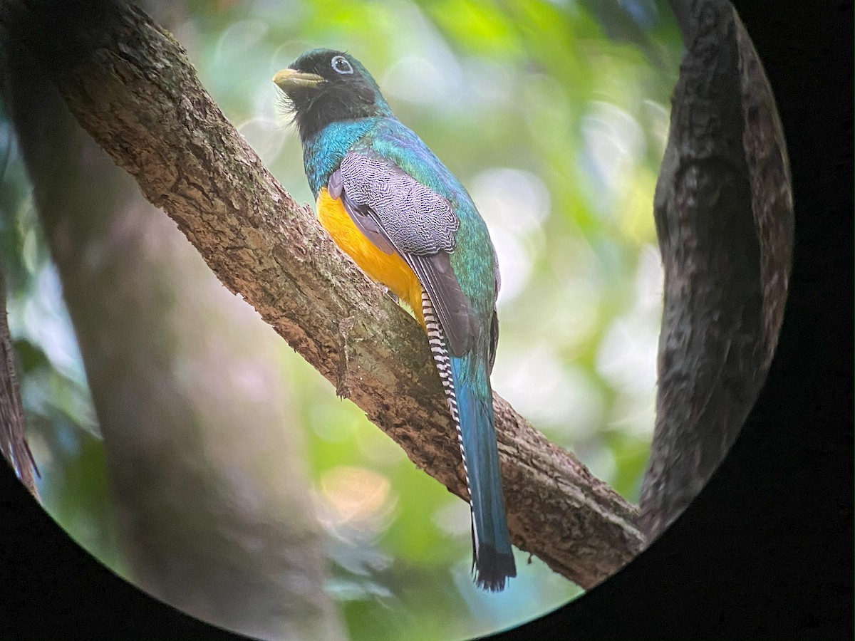 Trogon de Cabanis - ML642691620