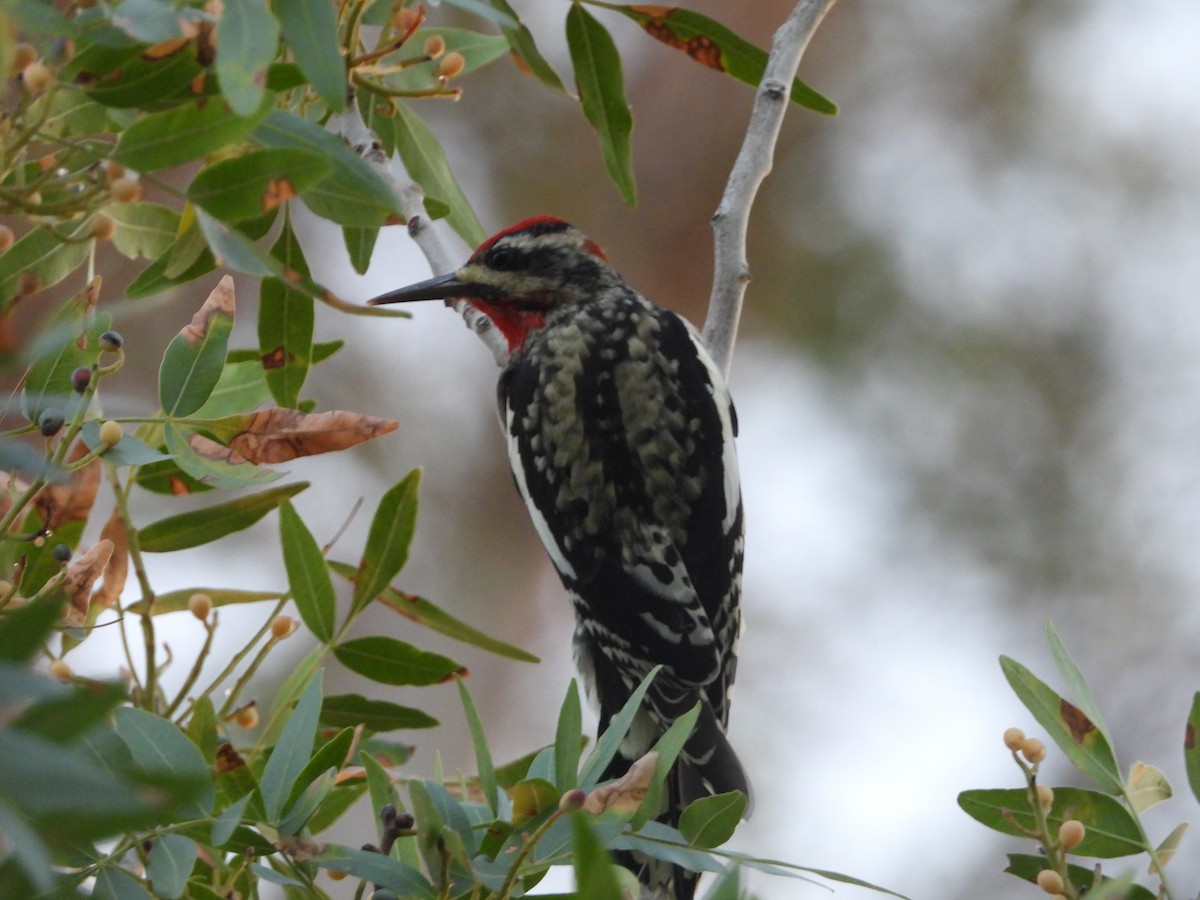 Red-naped Sapsucker - ML642691621