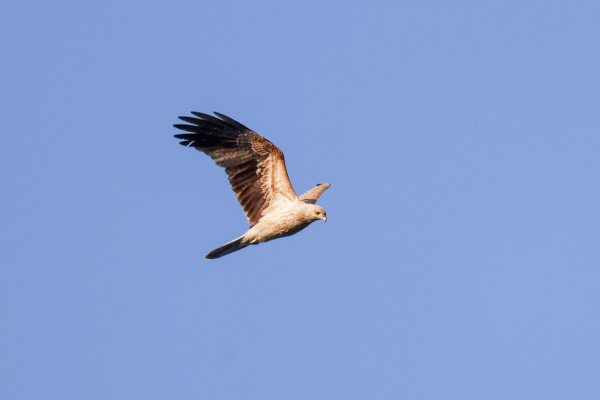 Whistling Kite - ML642691623