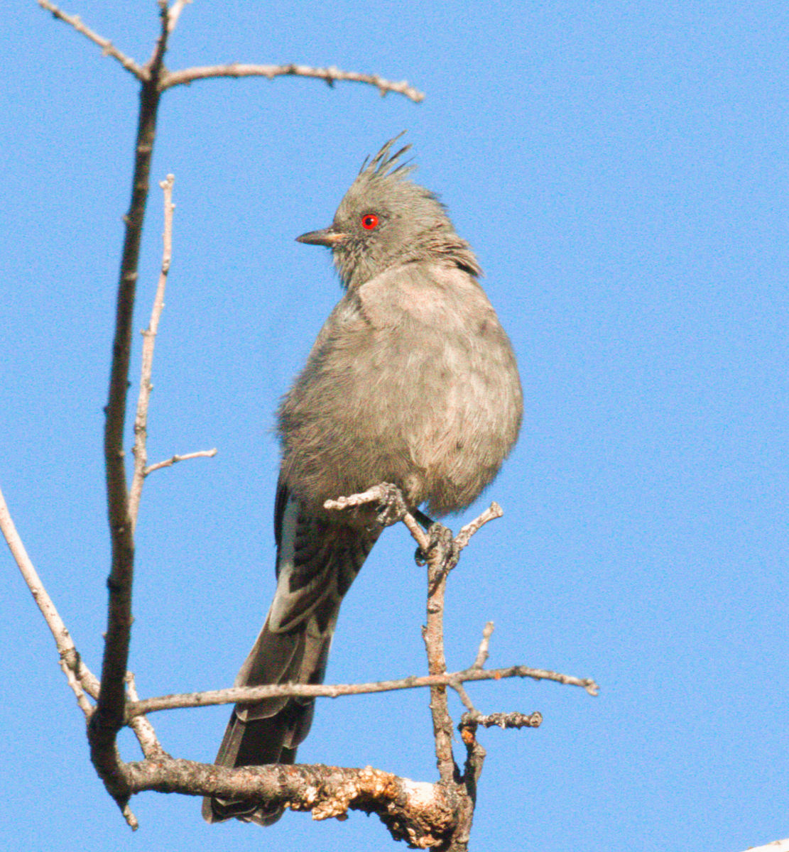 Phainopepla - ML642691626