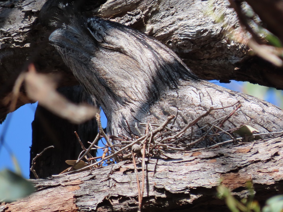 Tawny Frogmouth - ML642691637