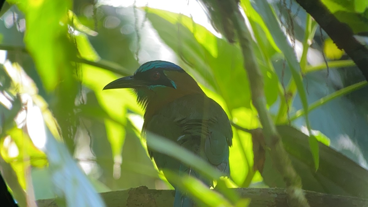 Lesson's Motmot - ML642691638