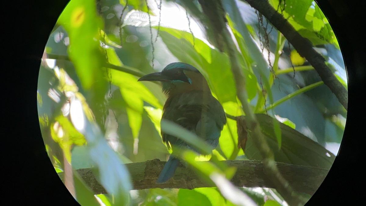 Lesson's Motmot - ML642691640