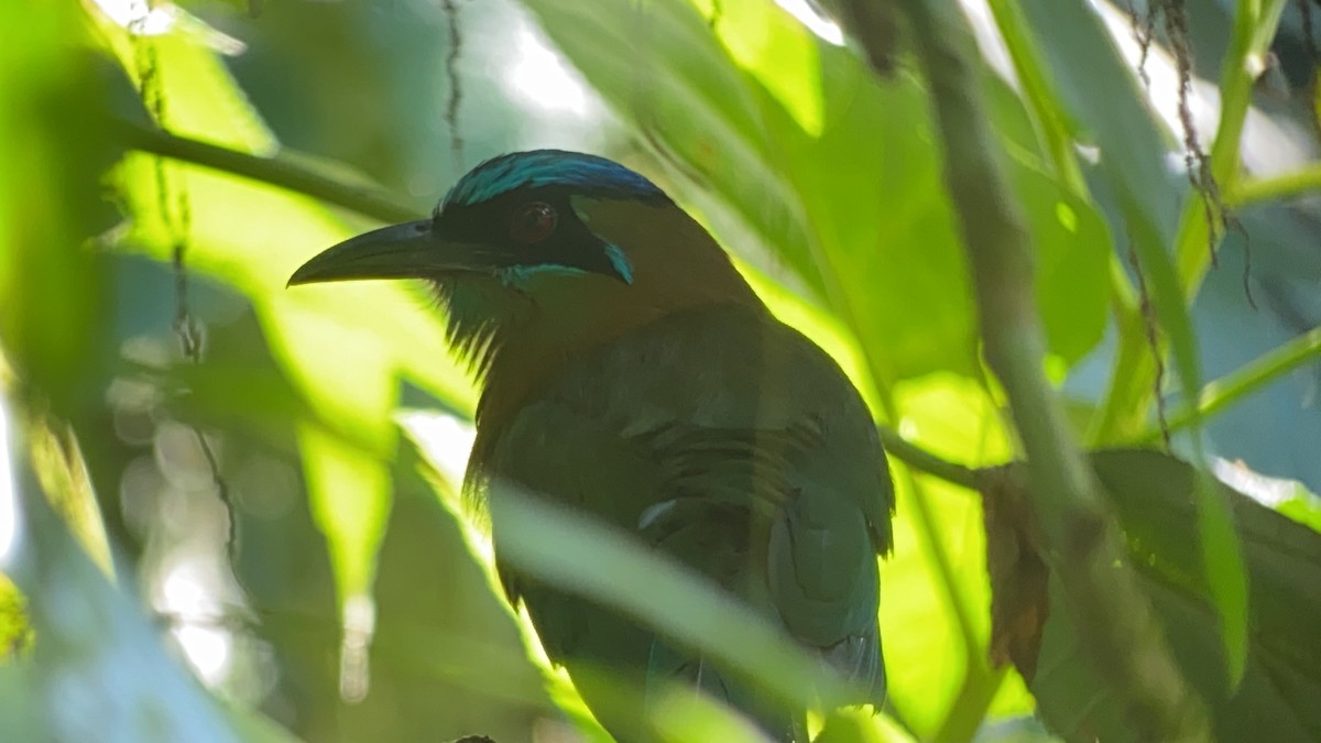 Lesson's Motmot - ML642691641