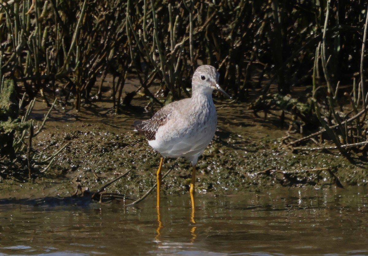 Lesser Yellowlegs - ML642691642