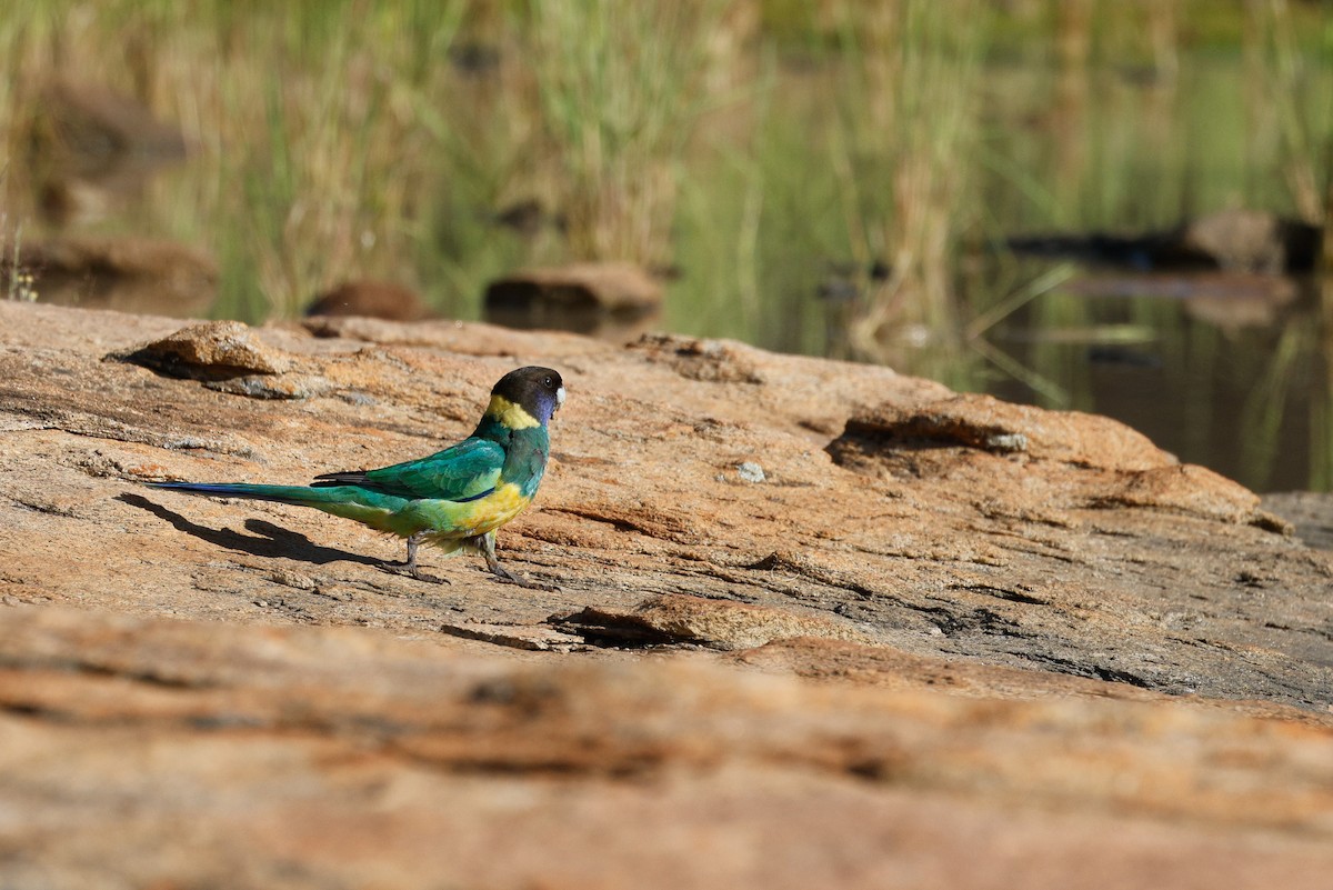 Australian Ringneck - ML642691644