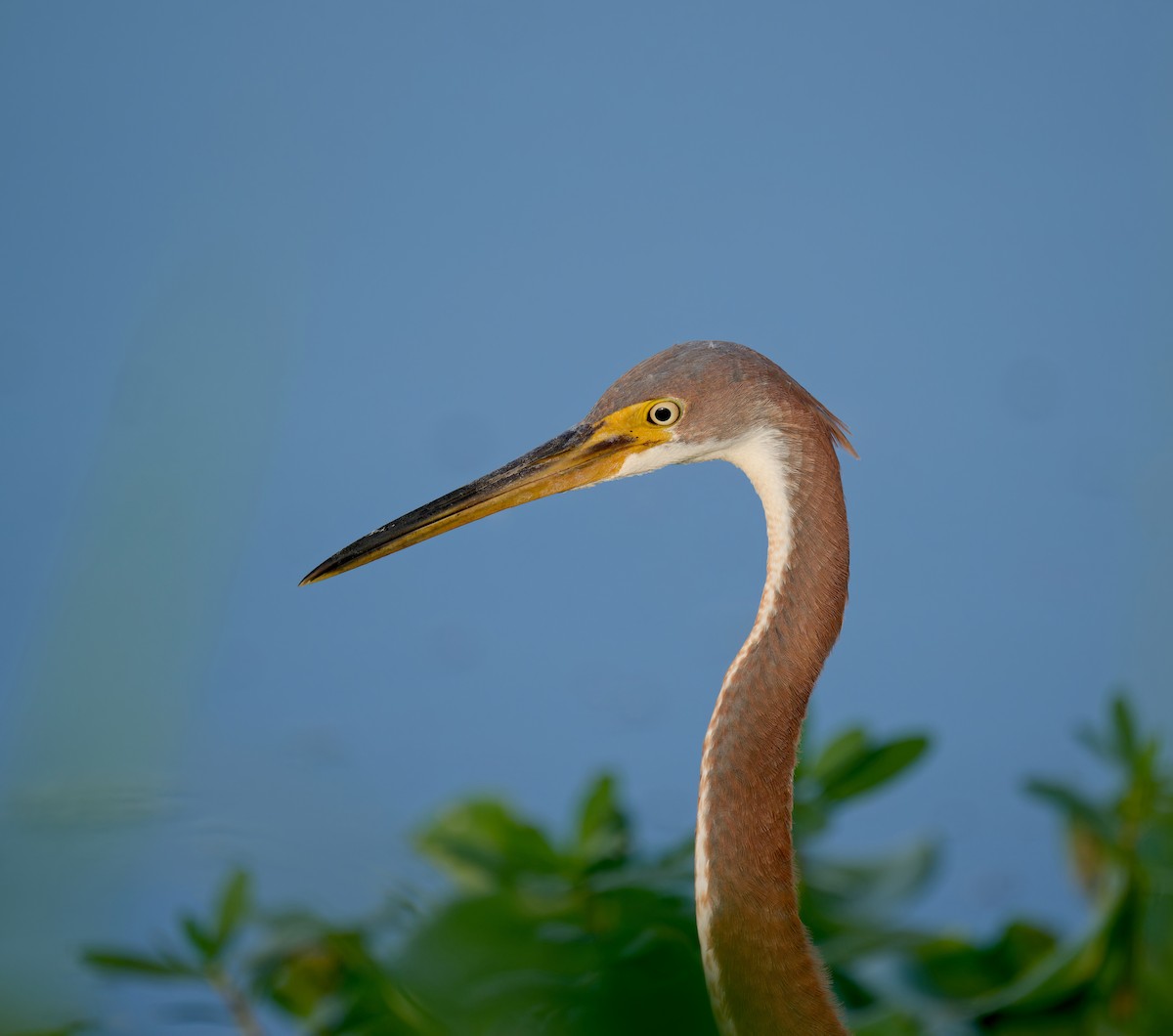 Tricolored Heron - ML642691646
