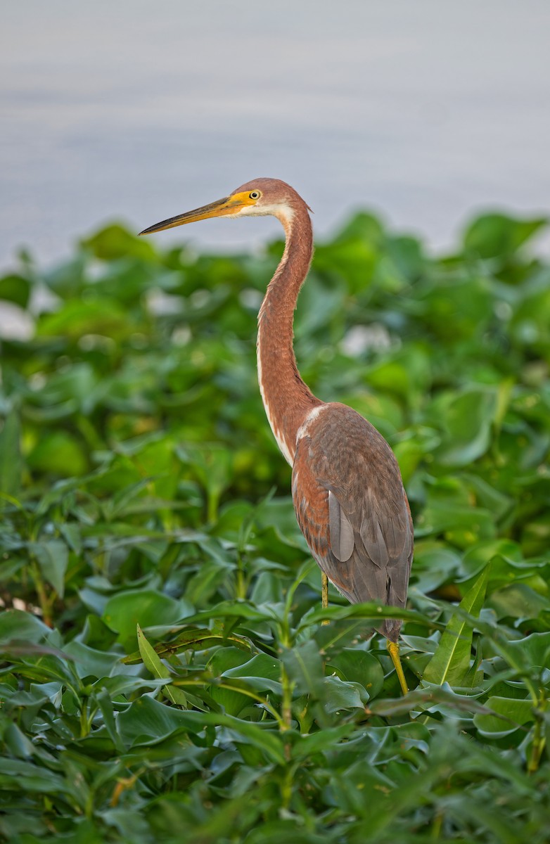 Tricolored Heron - ML642691647