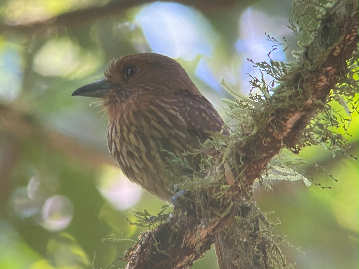 White-whiskered Puffbird - ML642691649