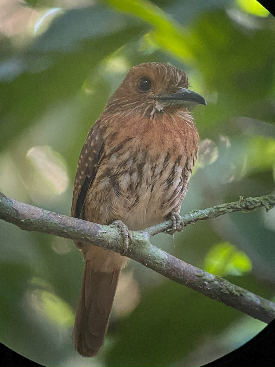 White-whiskered Puffbird - ML642691650