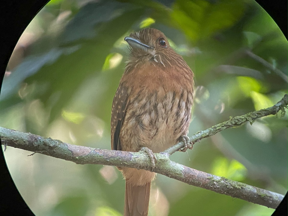 White-whiskered Puffbird - ML642691651