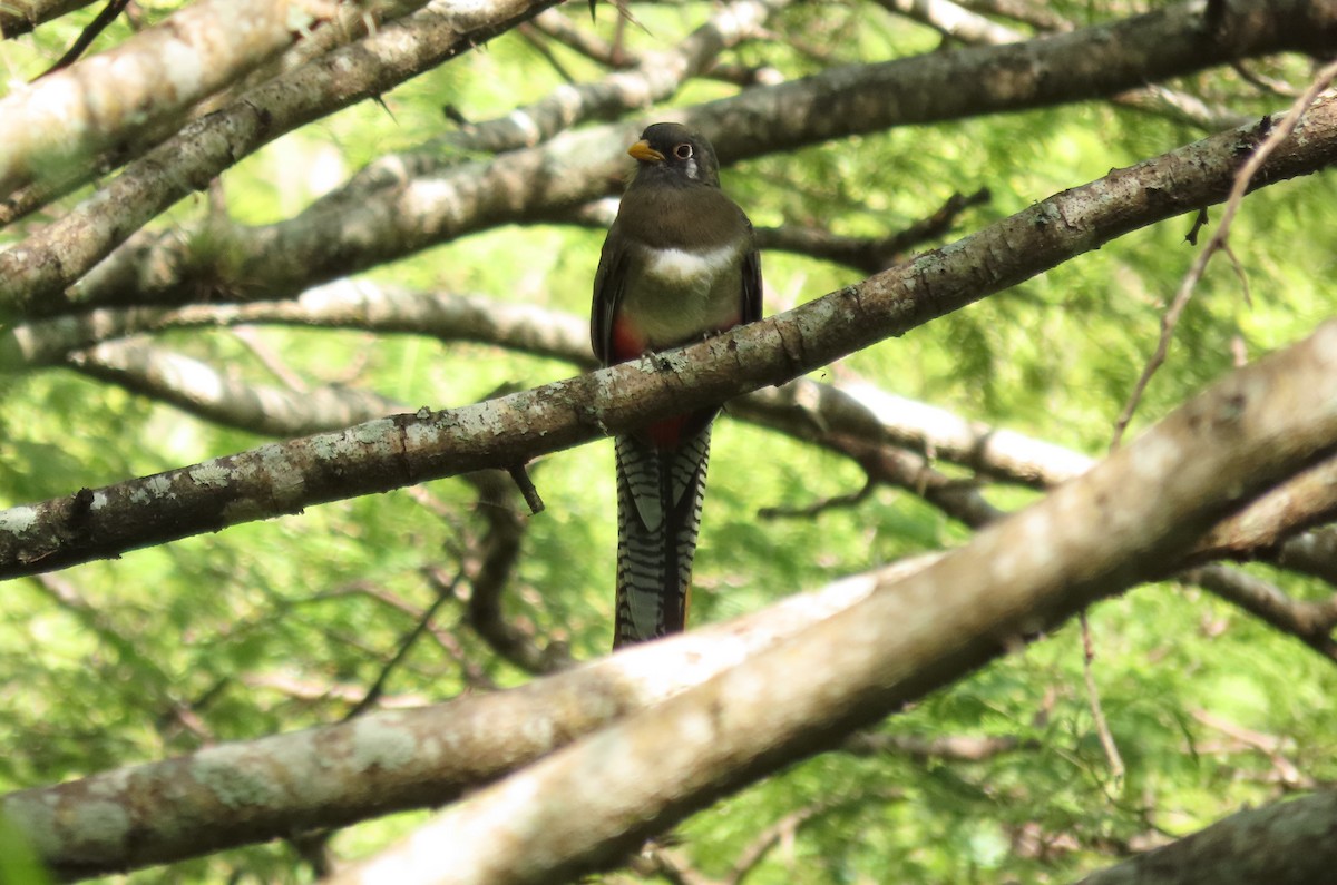 Elegant Trogon - ML642691653