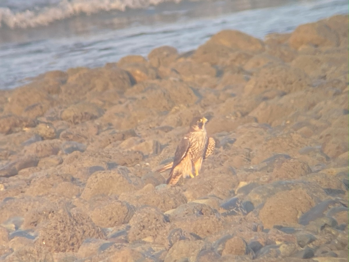 Peregrine Falcon - ML642691657