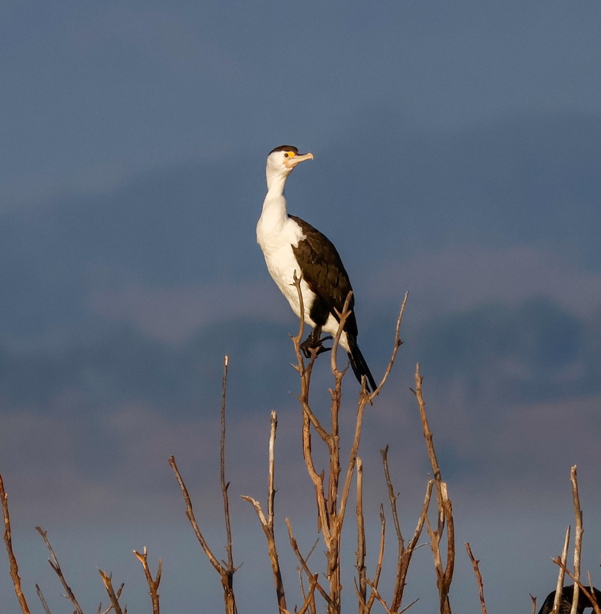Pied Cormorant - ML642691659