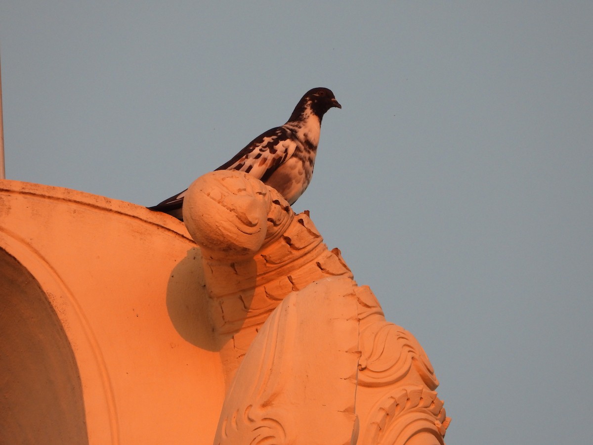 Rock Pigeon (Feral Pigeon) - ML642691660