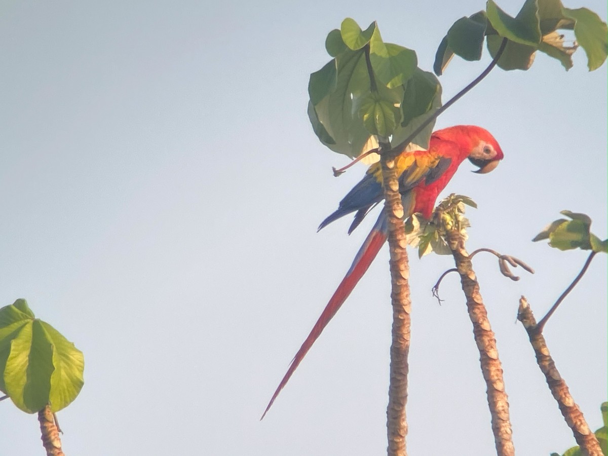 Scarlet Macaw - ML642691661