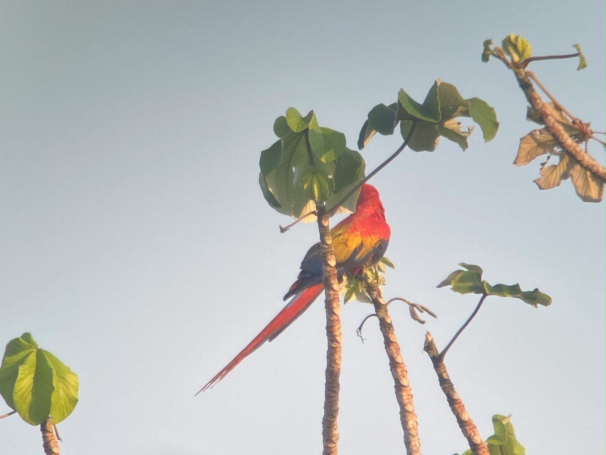 Scarlet Macaw - ML642691662