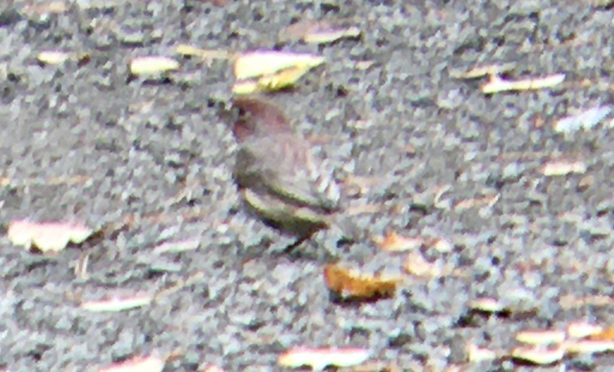 House Finch - ML642691663