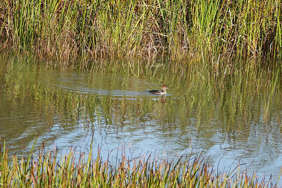 Hooded Merganser - ML642691666