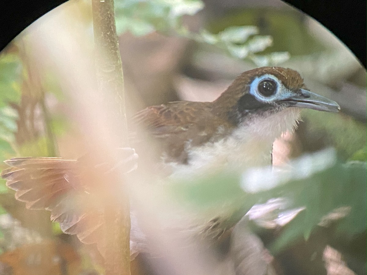 Bicolored Antbird - ML642691667