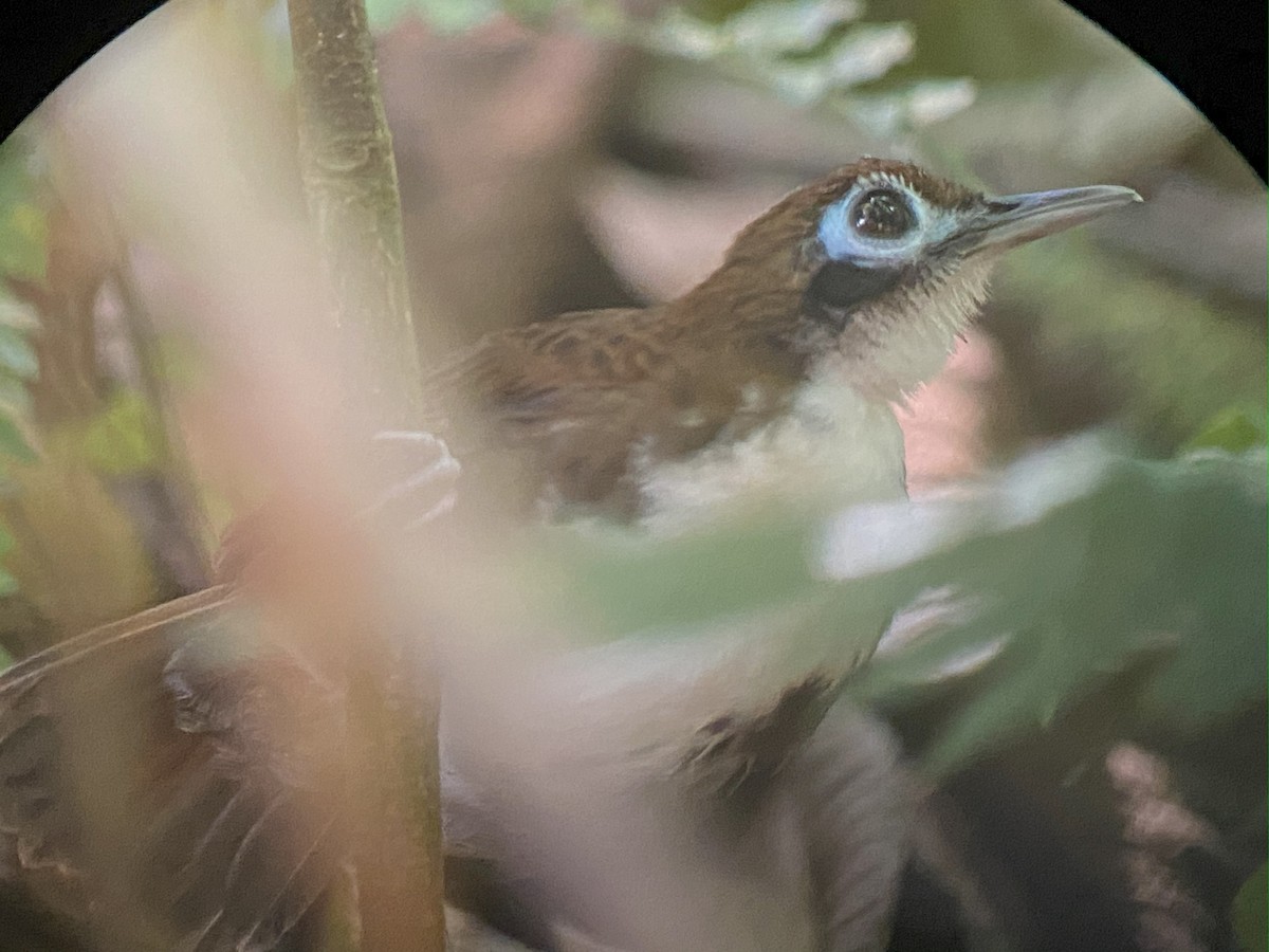 Bicolored Antbird - ML642691668