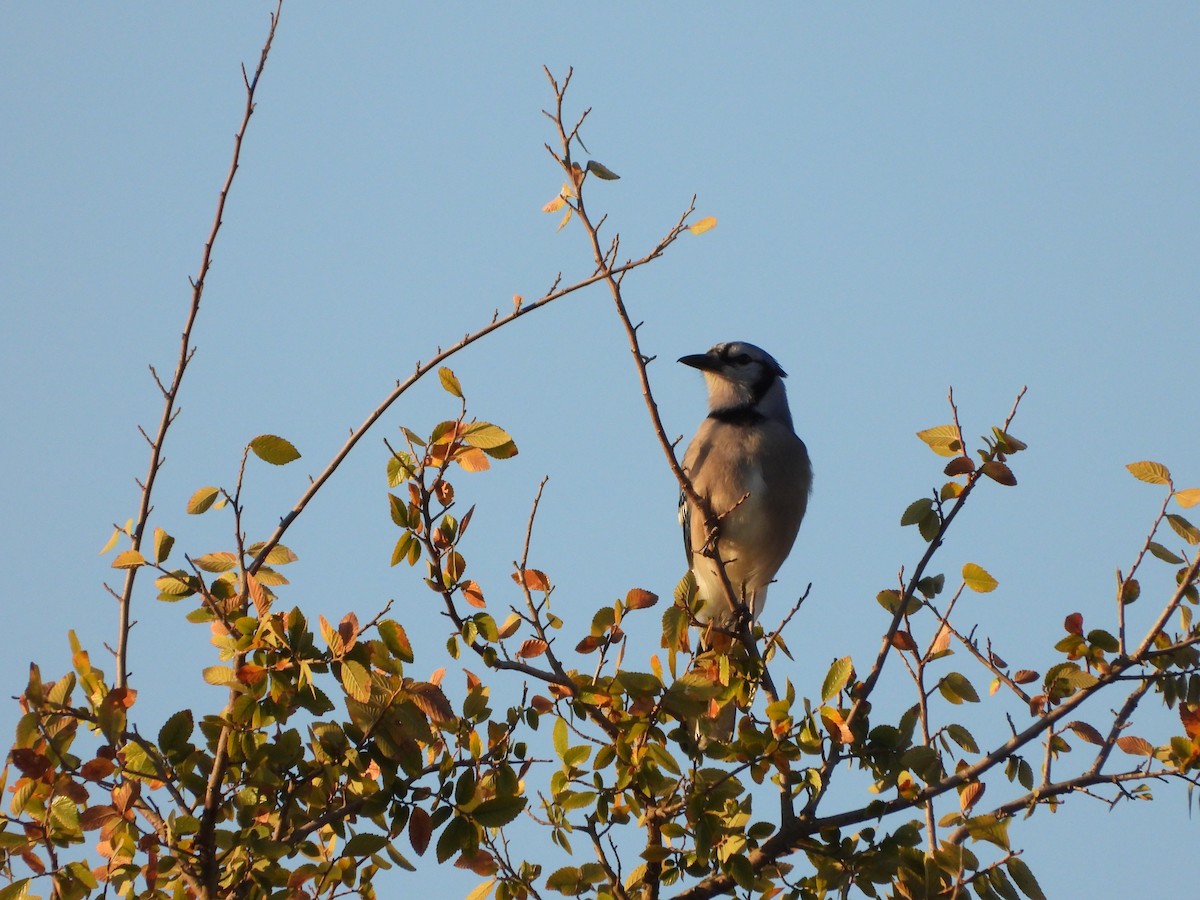 Blue Jay - ML642691671