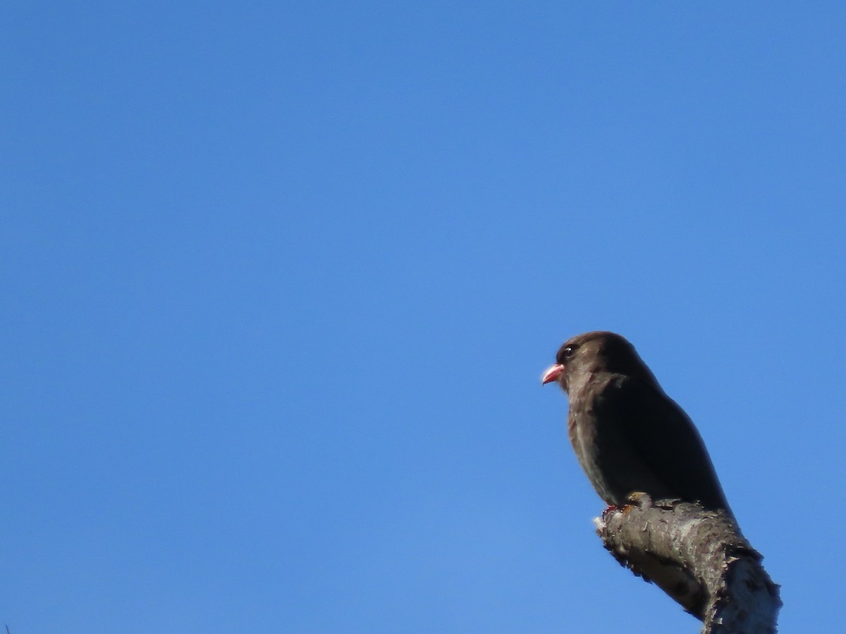 Dollarbird - ML642691672