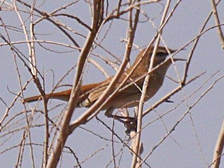 Rufous-tailed Scrub-Robin - ML642691673