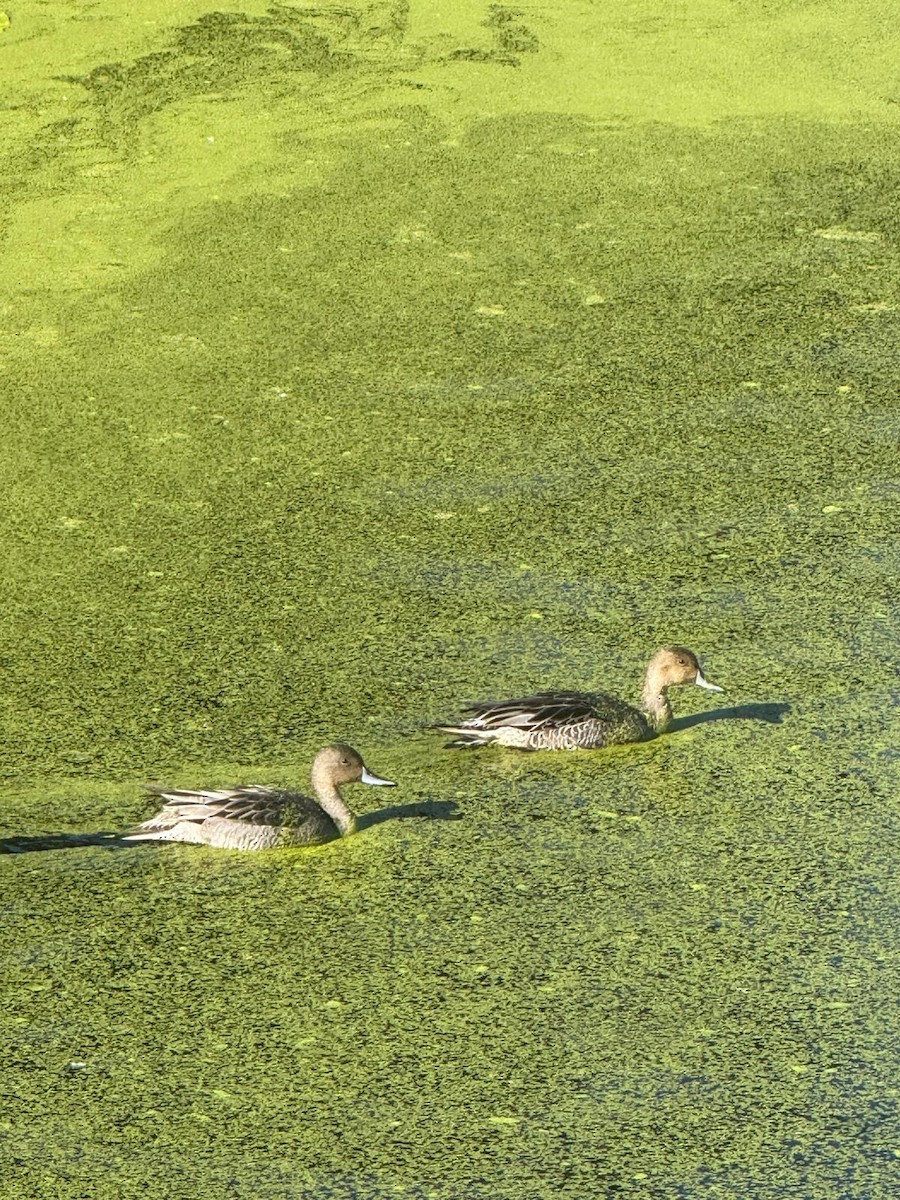 Northern Pintail - ML642691674