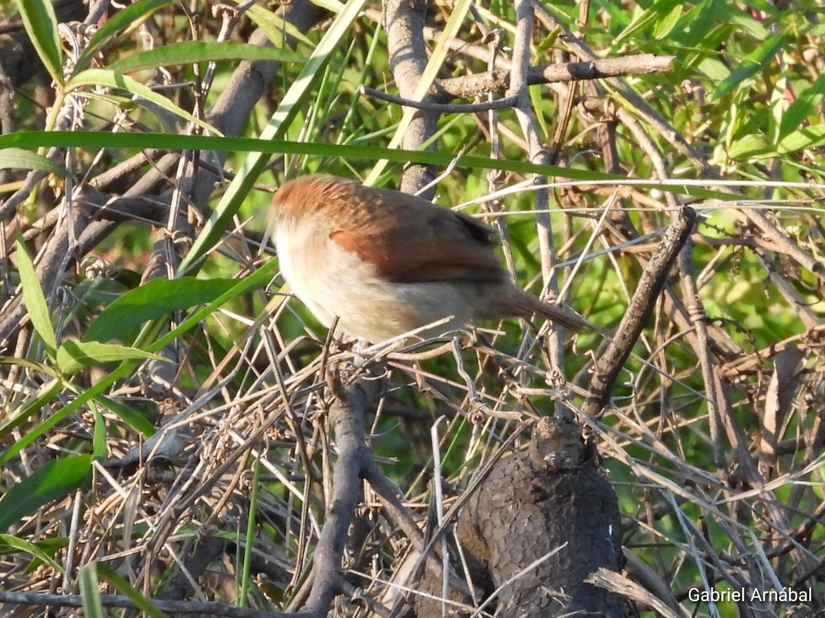Yellow-chinned Spinetail - ML642691676