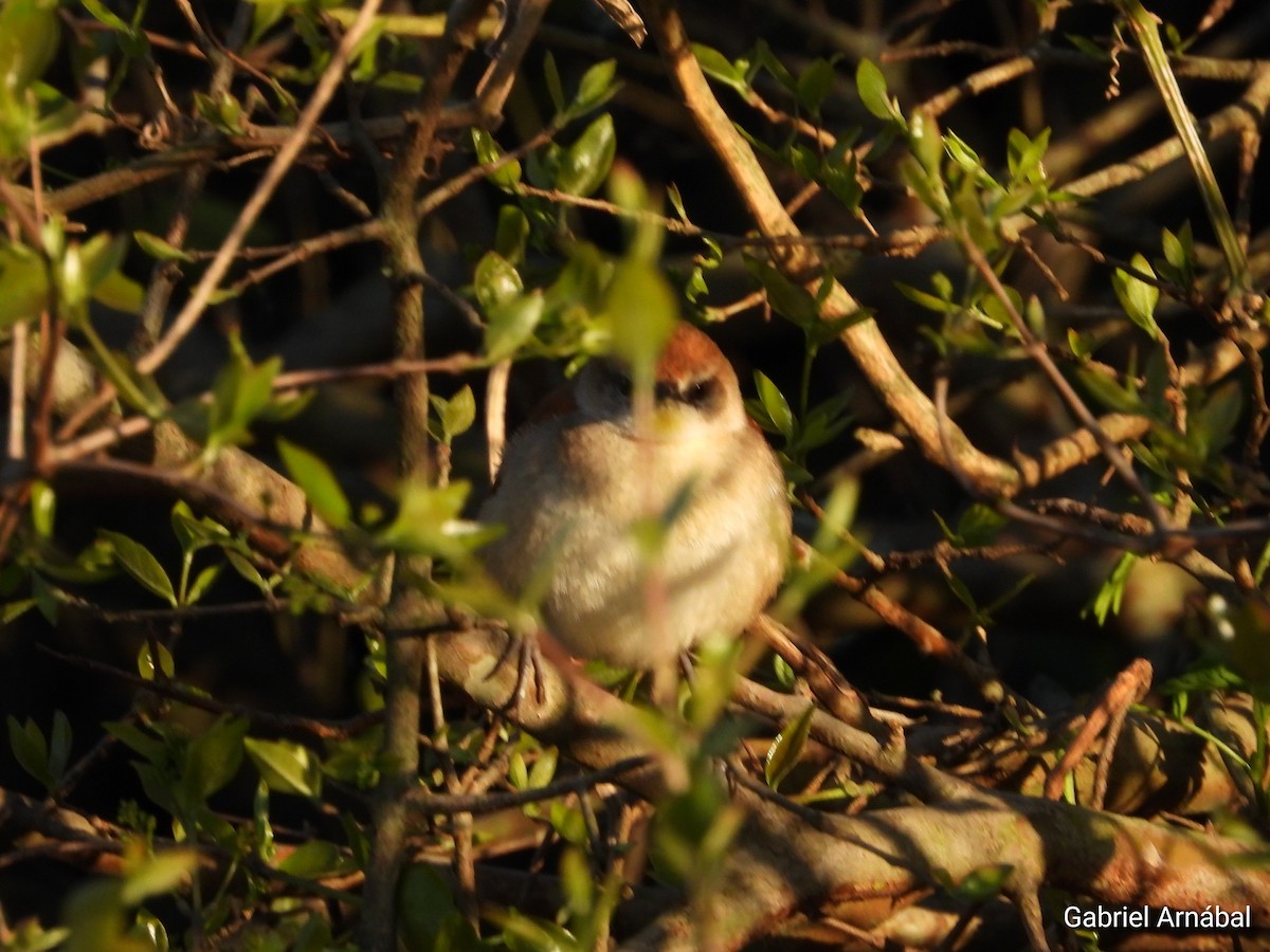 Yellow-chinned Spinetail - ML642691677