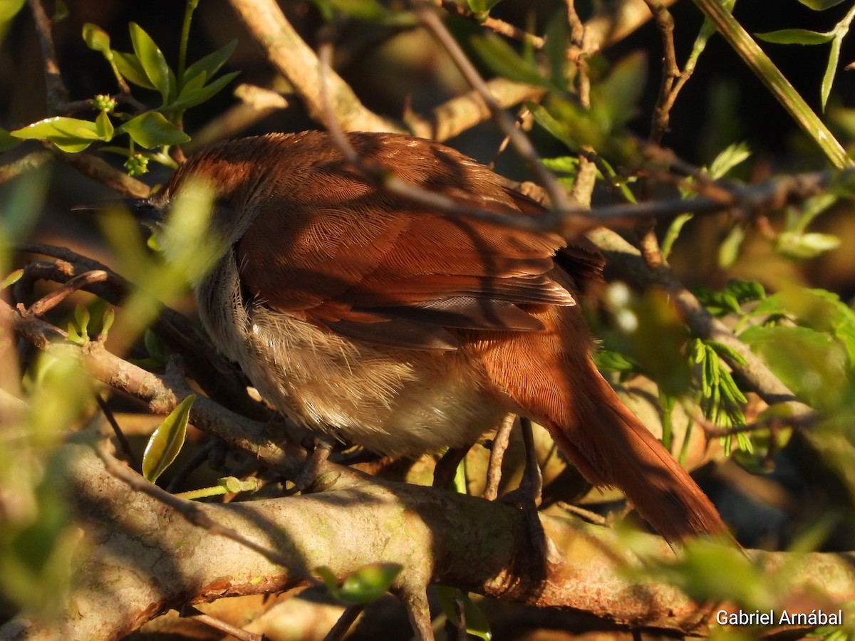 Yellow-chinned Spinetail - ML642691678