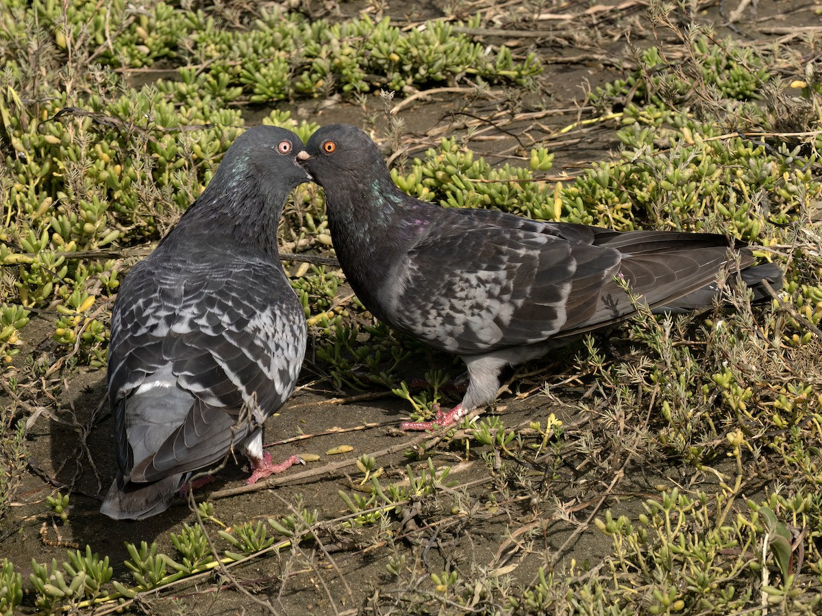 Rock Pigeon (Feral Pigeon) - ML642691679