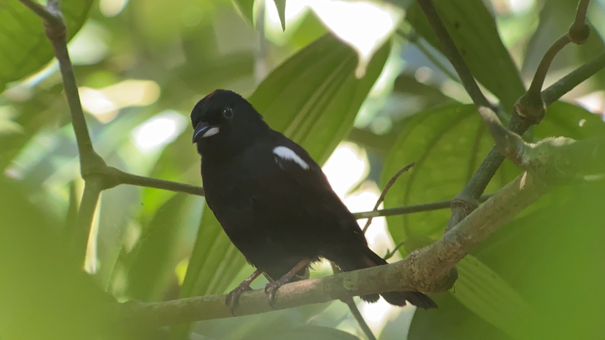 White-shouldered Tanager - ML642691680