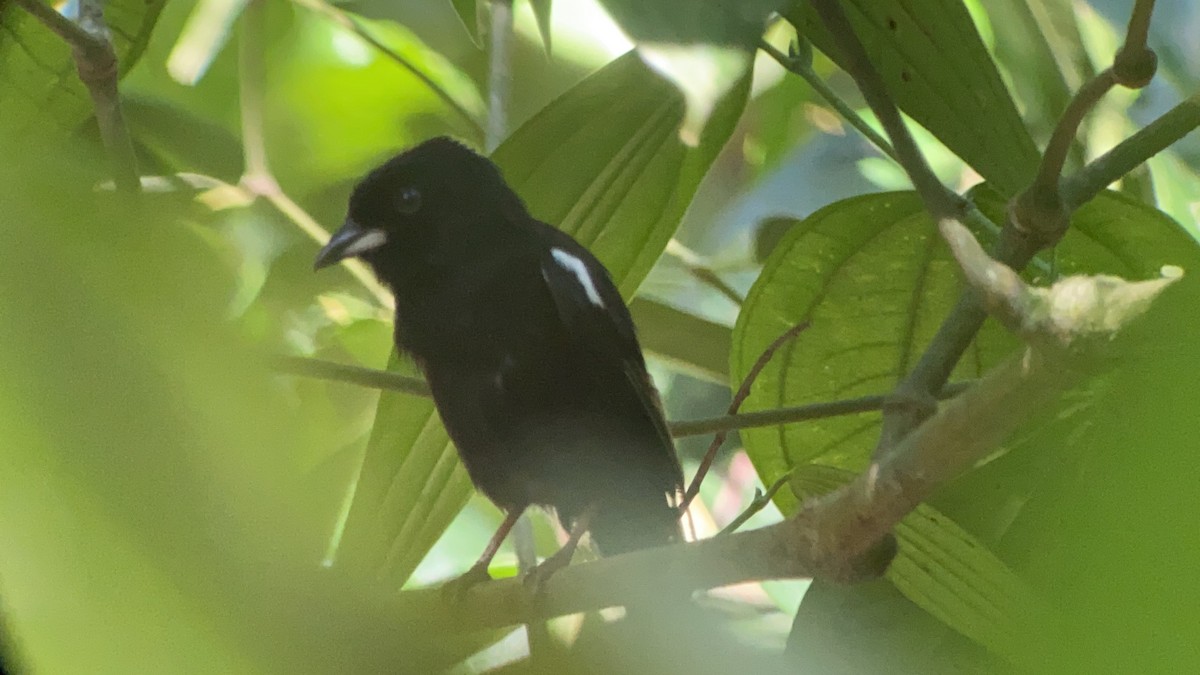 White-shouldered Tanager - ML642691681