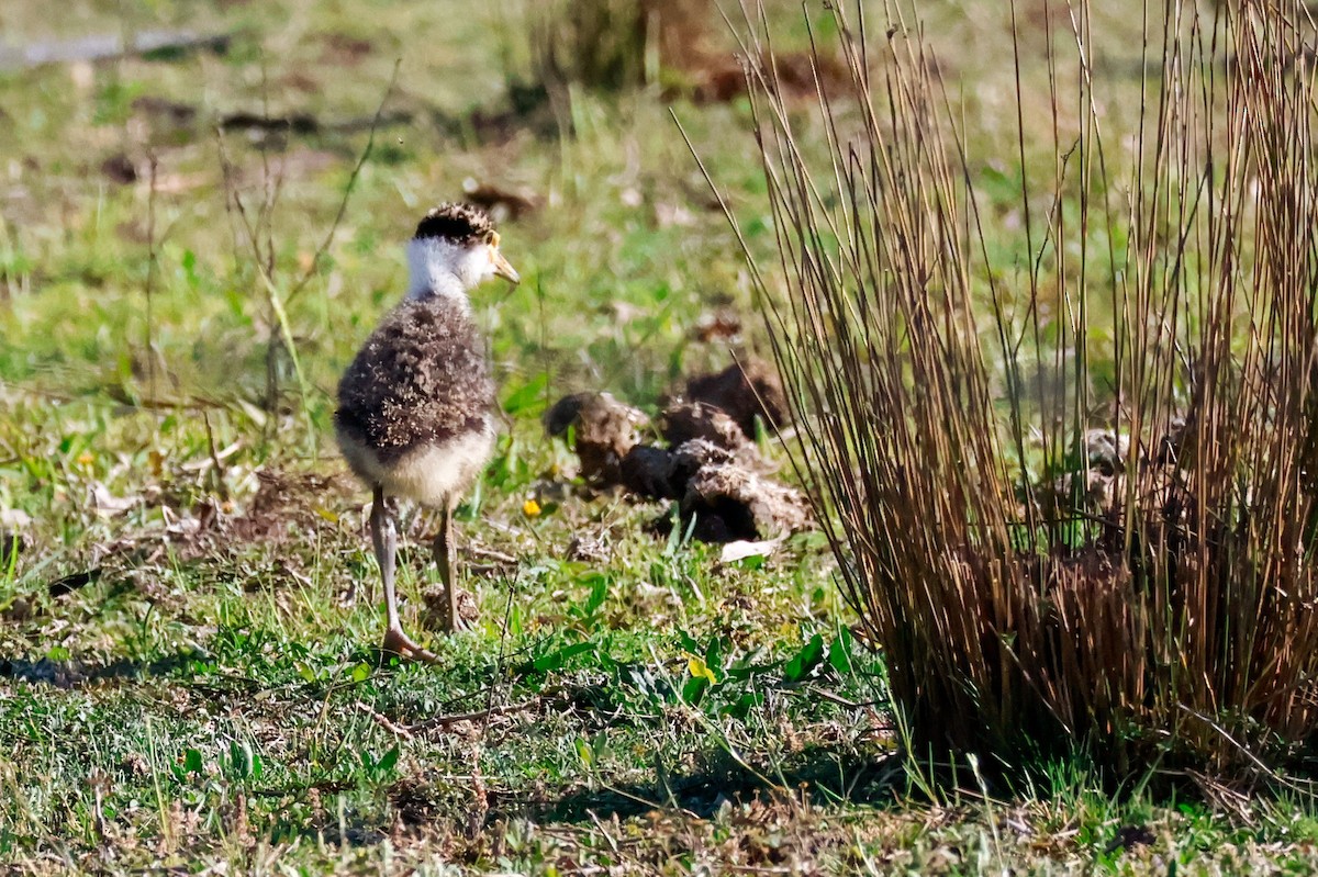 Masked Lapwing - ML642691682