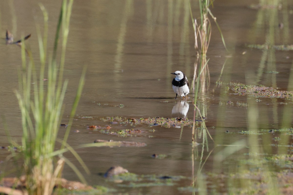 White-fronted Chat - ML642691683