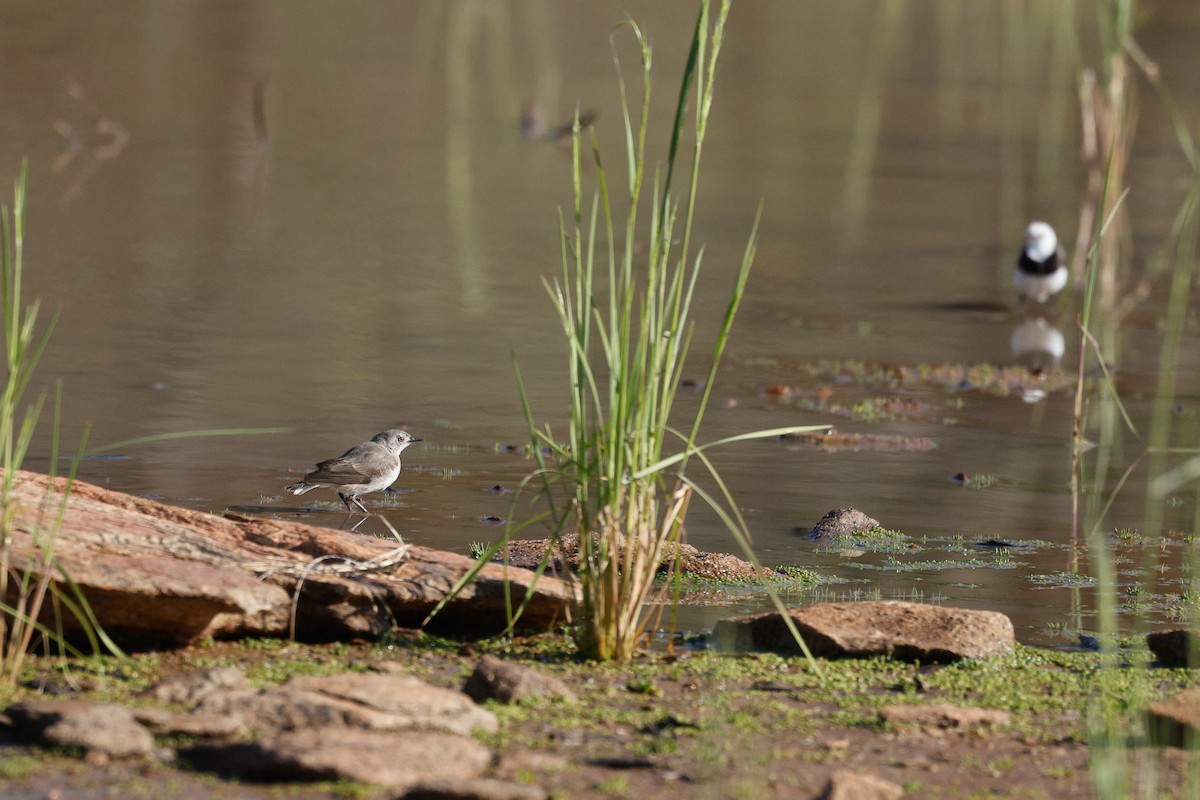 White-fronted Chat - ML642691684