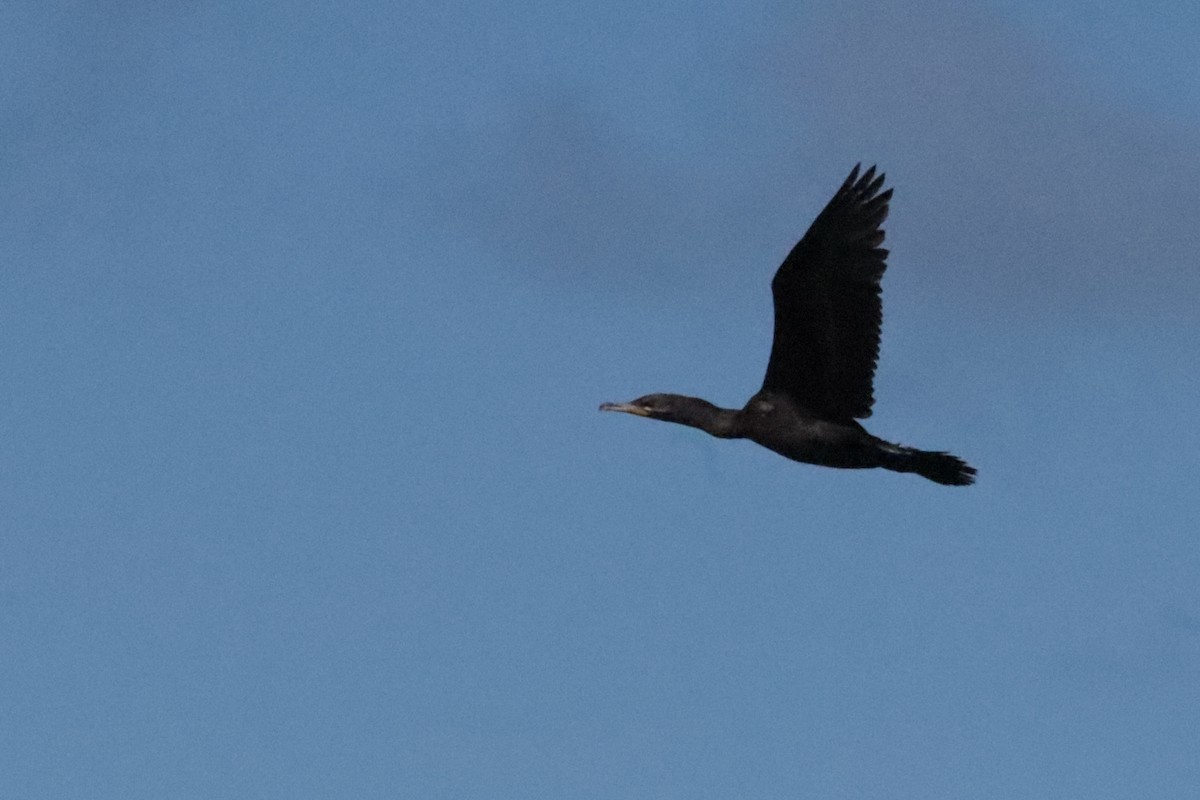 Double-crested Cormorant - ML642691685