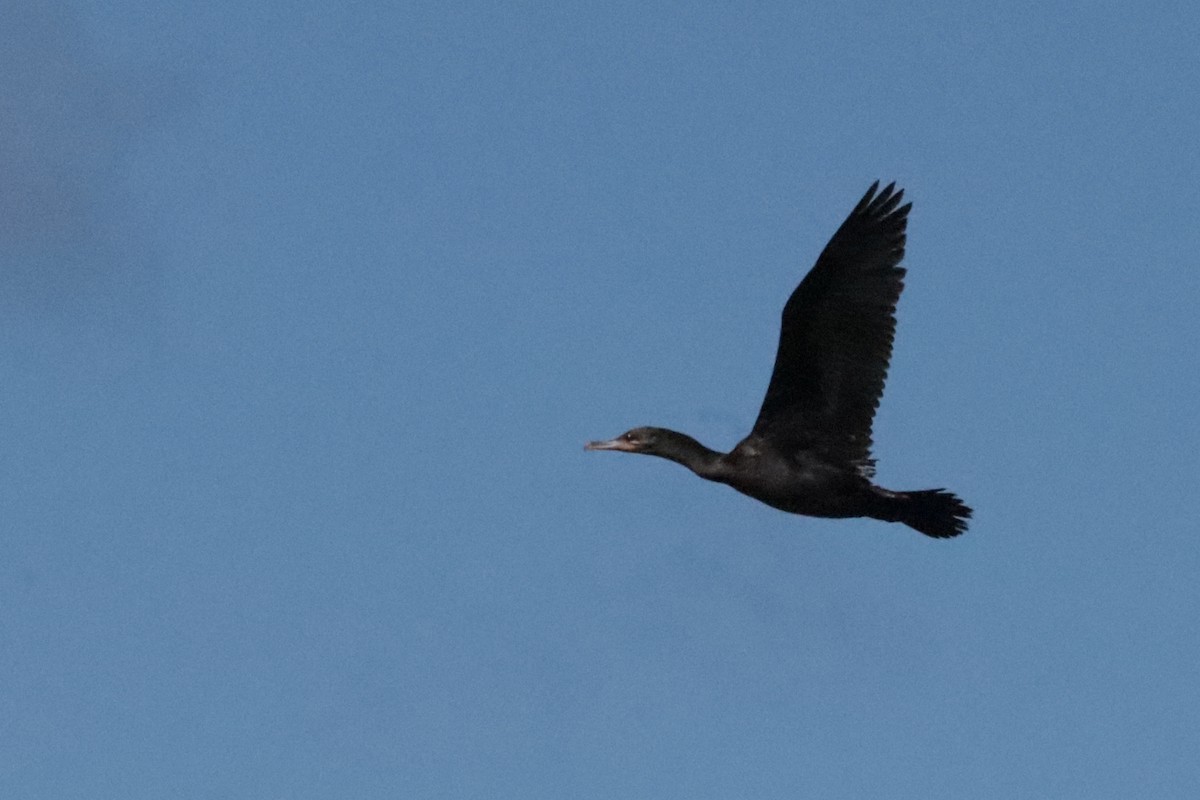 Double-crested Cormorant - ML642691686