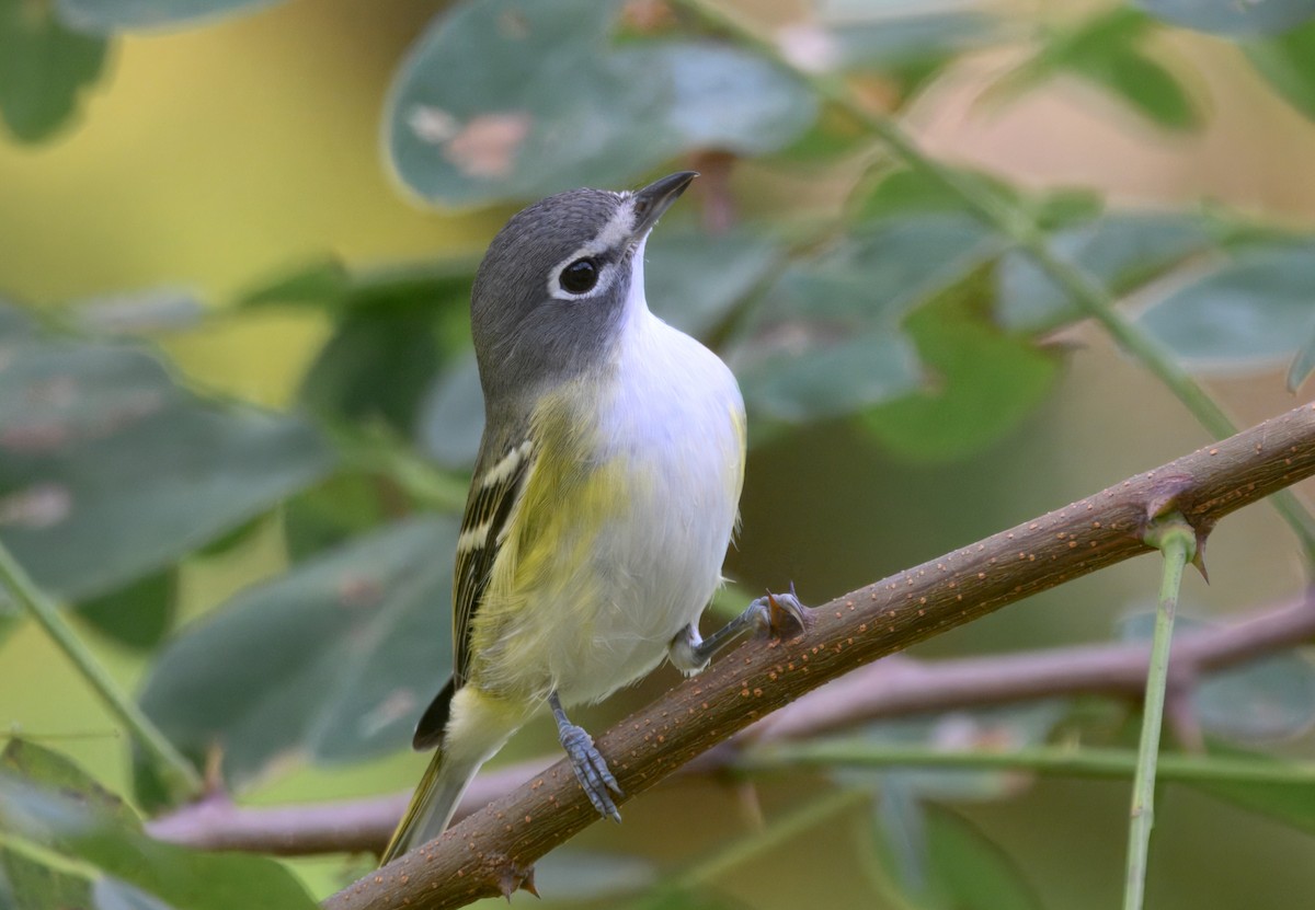 Blue-headed Vireo - ML642691689