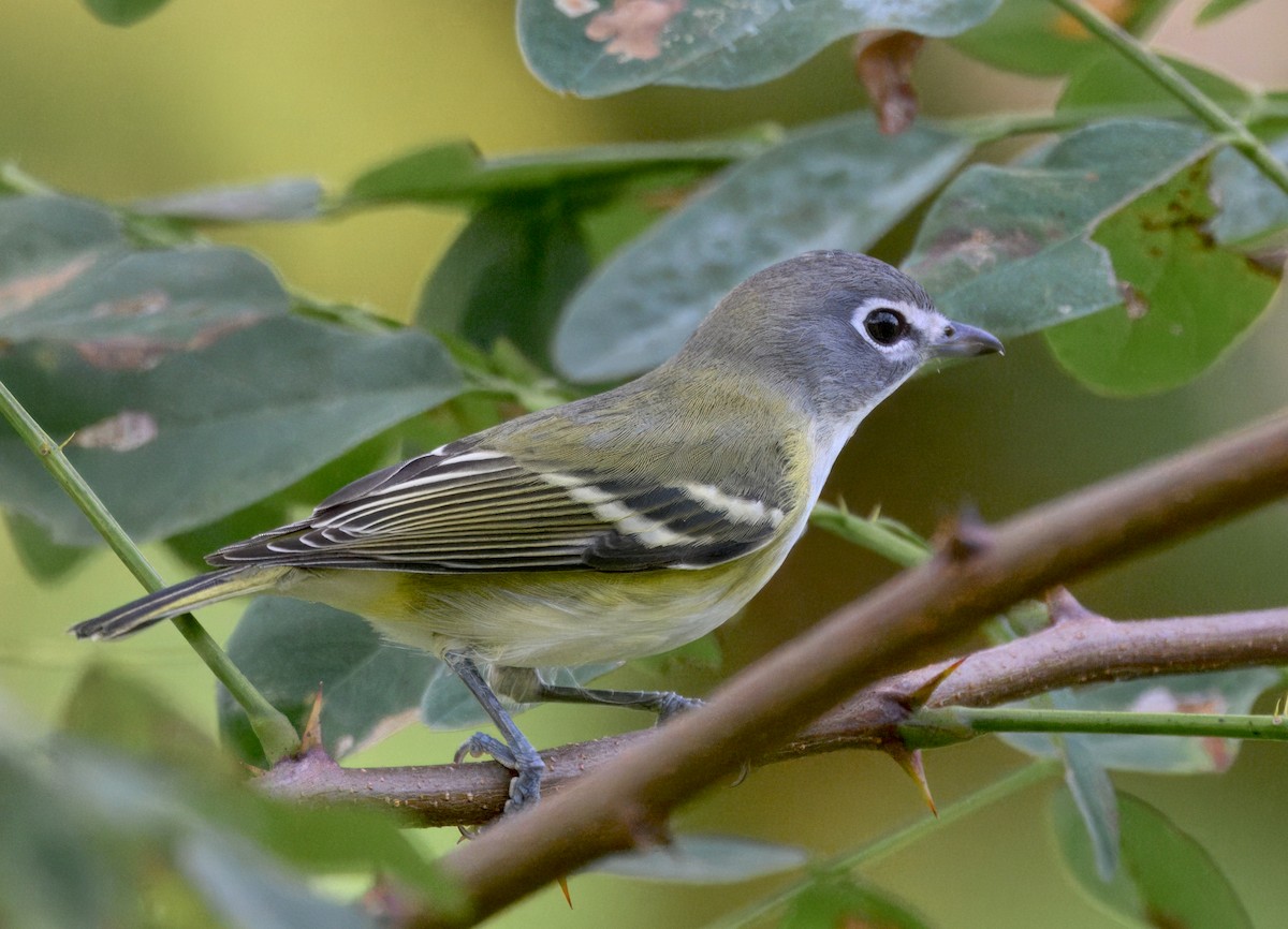 Blue-headed Vireo - ML642691690