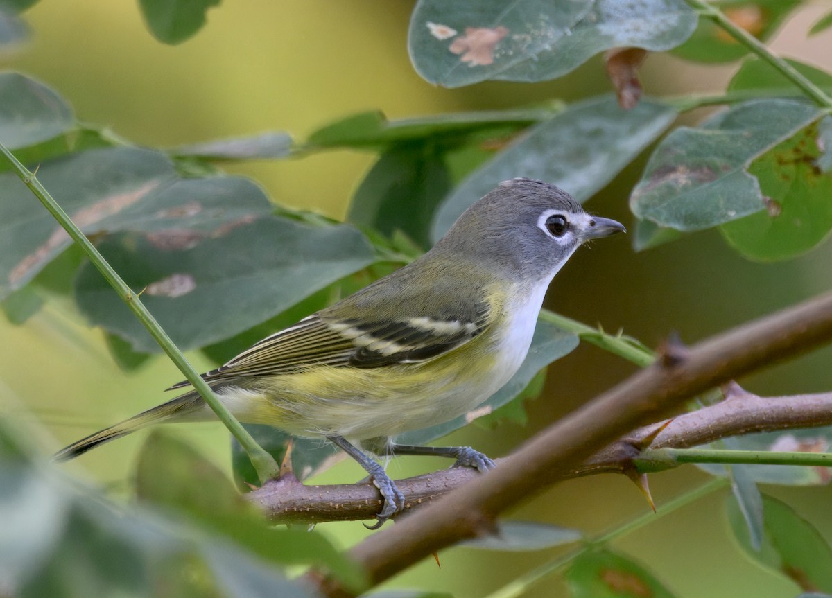 Blue-headed Vireo - ML642691691