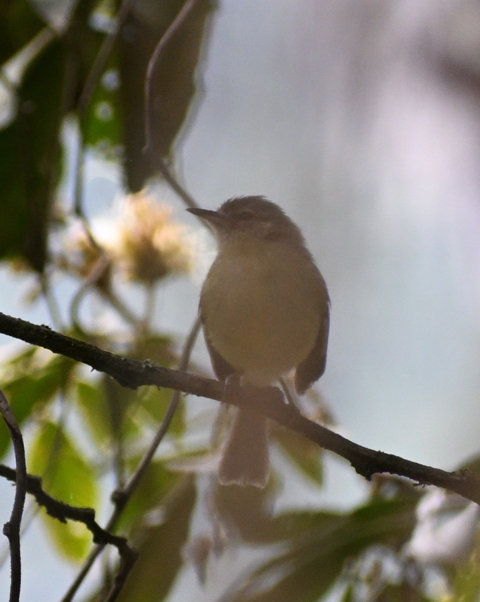 Mottle-cheeked Tyrannulet - ML642691692