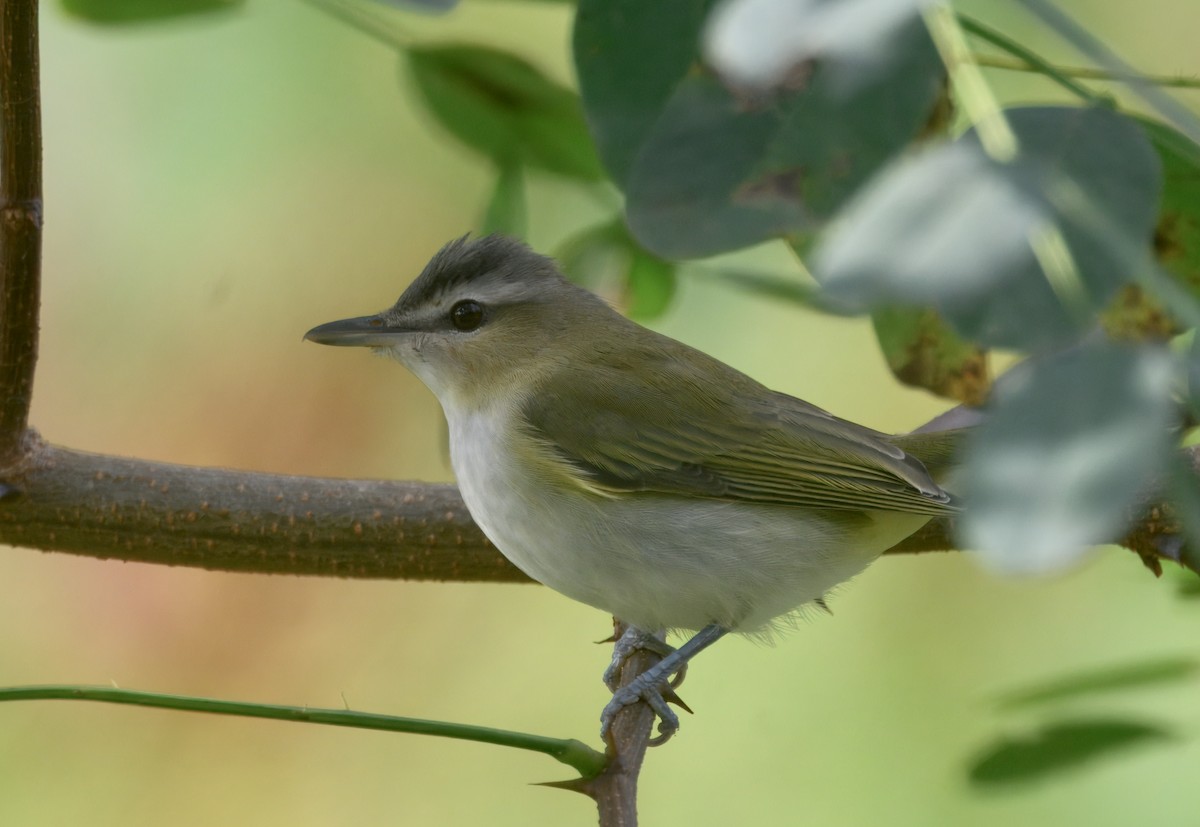 Vireo occhirossi - ML642691696