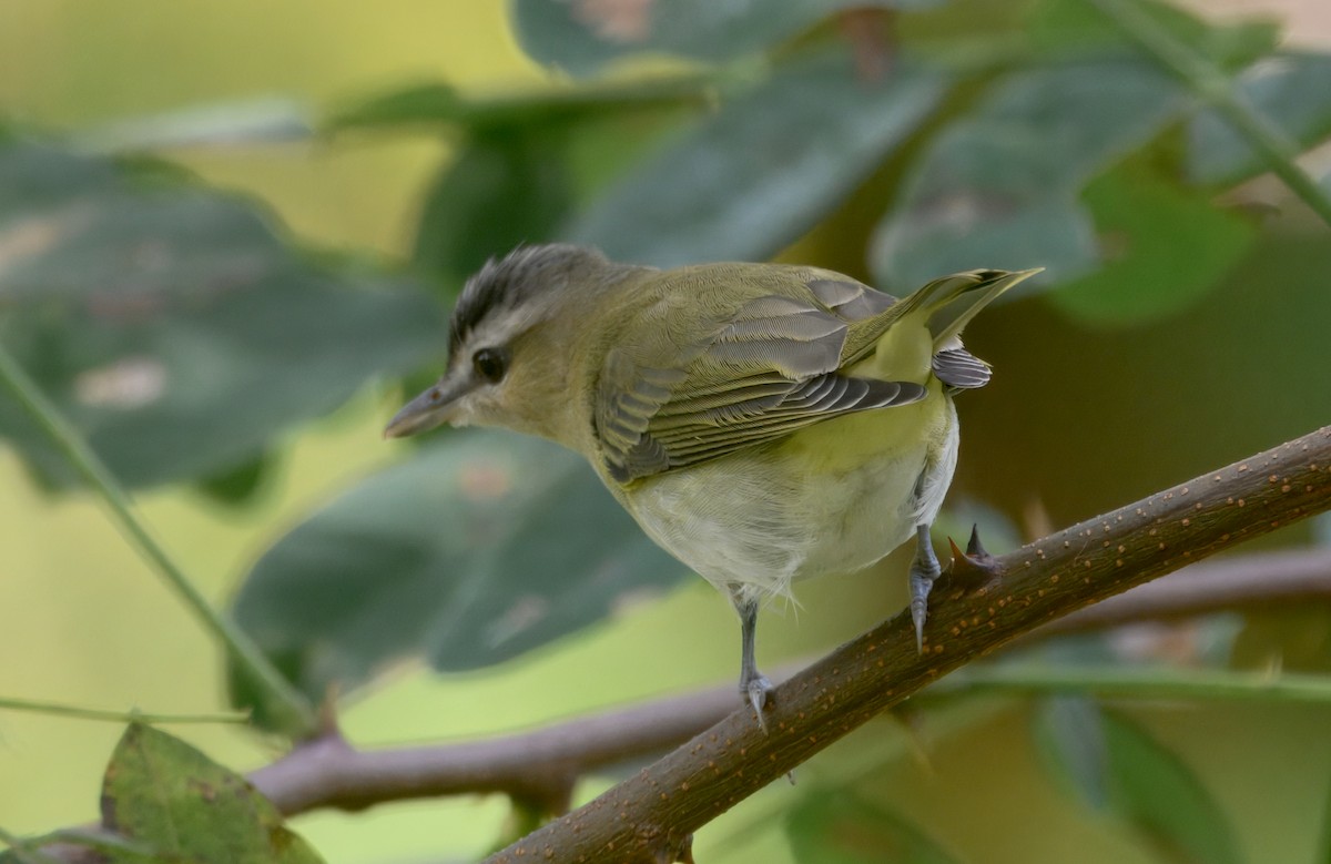 Vireo occhirossi - ML642691697