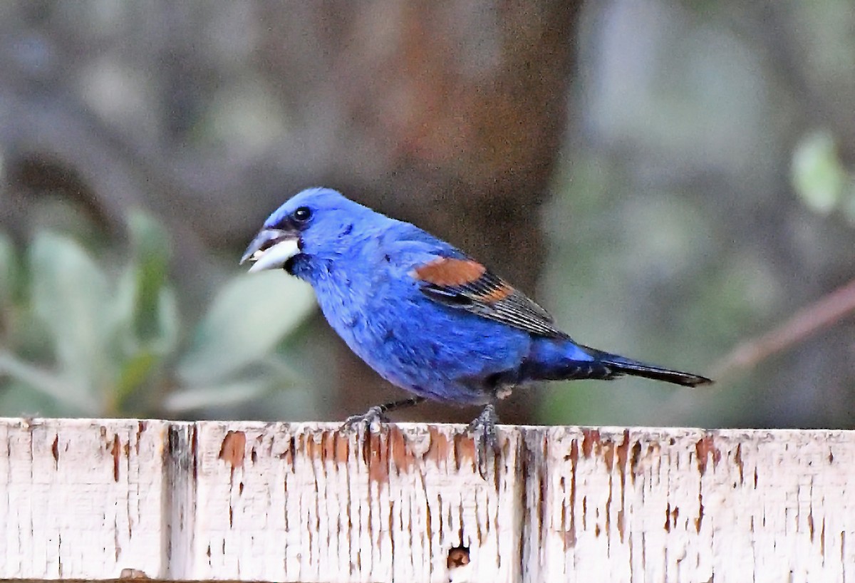 Blue Grosbeak - ML642691700