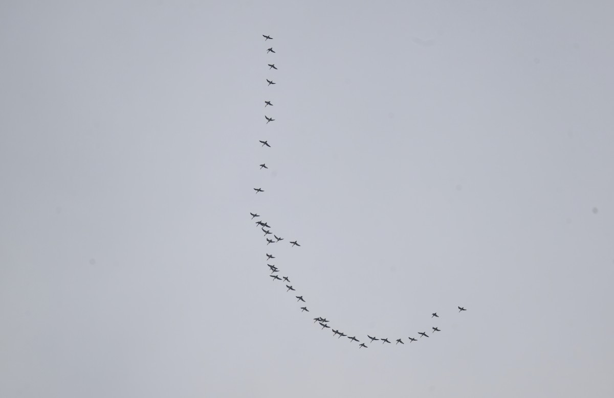 Northern Pintail - ML642691702