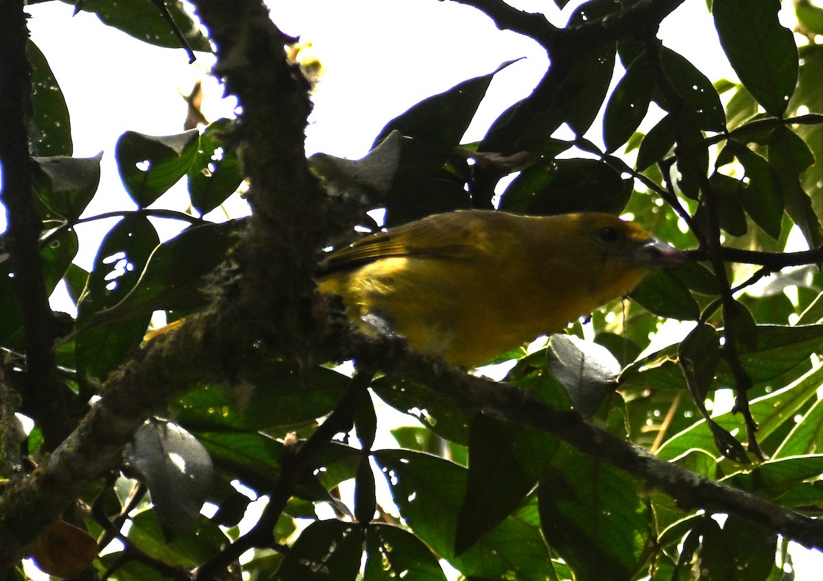 Hepatic Tanager (Highland) - ML642691705