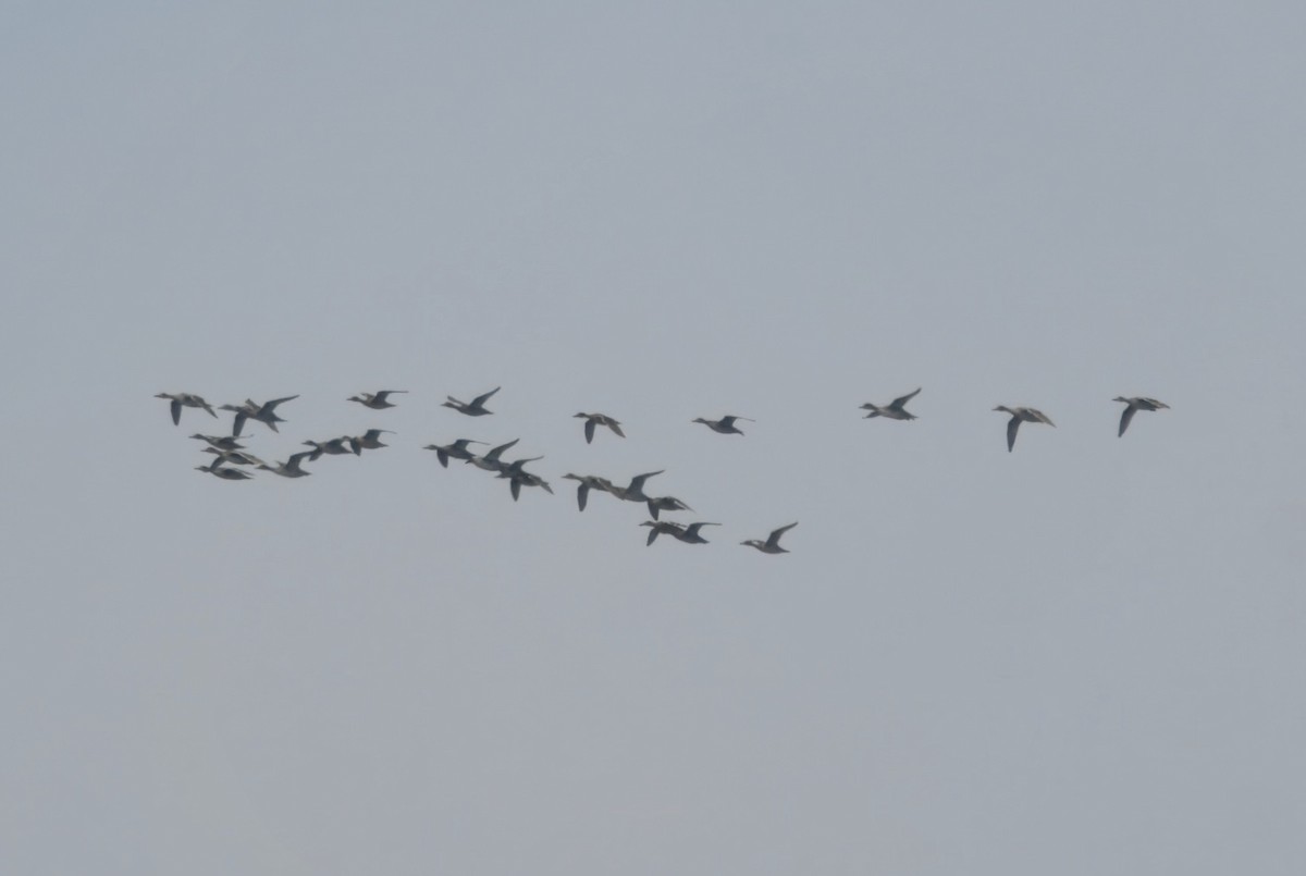 Northern Pintail - ML642691706